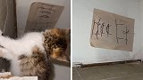 夫妻俩找猫时发现绘有毛骨悚然涂鸦的纸，怕被诅咒将其烧毁