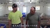 #趣味科普#美国不吃猪肉为何成为养猪大国？今天可算长见识了！
