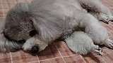 事情就是这个事情，情况就是这个情况，以后怎么做就看你了