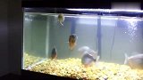 把老鼠放到食人鱼的缸里，被饥饿的食人鱼瞬间撕光，骨头都不剩