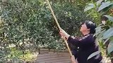 外婆带受伤外孙摘柿子不料正好砸在伤口上