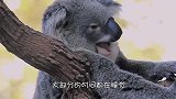 考拉打架打输了，坐在地上嚎啕大哭，简直就是个小孩子