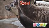 乐享动物乐园带你认识爬行的海豹和跳跃的青蛙