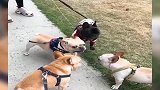 斗牛犬打群架，气势还是要有的，先嘶吼几句造声势