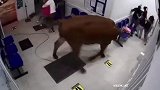 哥伦比亚：一头牛闯入医院候诊室，疯狂乱撞袭击人