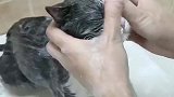 猫就是这样，好好按摩！