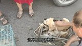 两只土狗被主人狠心卖到狗市，像被遗弃的孩子，满脸悲伤不知所措