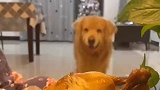 狗是真的狗，但人就不一定了啊，比狗还狗呢