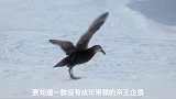 追巨鹱、打贼鸥、就是不许它们伤害小企鹅！企鹅到底有多护短？