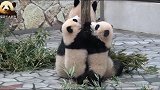 熊猫妈妈背靠小树，两个萌宝在身后打闹，画风超级治愈