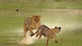 猎豹被雄狮发现，丝毫没有还手之力就被咬死，镜头画面触目惊心！