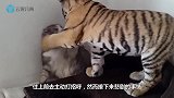 黄鼠狼嚣张了，作死一口将猫咪锁喉，猫咪发火就凉凉了！