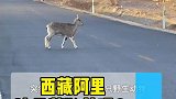 房车旅行到达了西藏阿里，这群野生动物是藏羚羊吗？