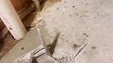 能锯动也是个奇迹