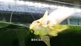 搞笑：患者送来的锦旗，其实心里特别不想要