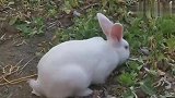 小白兔，白又白，两只耳朵竖起来，蹦蹦跳跳真可爱