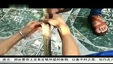 旅游-越南土豪最爱 滋补全蛇宴-20140221
