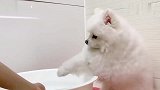小奶狗超怕洗澡，主人用这一招，让它乖乖自投罗网