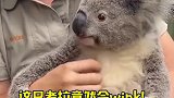 这只考拉 竟然会wink！要被它萌化了啦！！！可爱 wink
