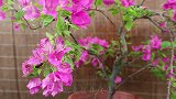 三角梅轻松养，用1促花液，再巧用1招，花儿冒得多又快