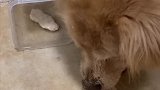 女子将狗子最爱的零食放水里，本想嘲笑一翻，结果自己遭了殃