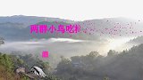 两群小鸟吃梅花花蜜，一群是黑额凤鹛，另一群是蓝翅希鹛