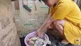 阿渔妹搞来10条大鱼，每条都切成蜈蚣状，这样做吃着真爽
