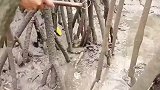 海水退潮红树林鳗鱼泛滥，原来野生鳗鱼是这样抓的