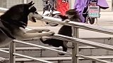好生生的一只猫被二哈逼成了猴，这二哈果然是纯的