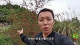 农村山上这种野果，8090后都吃过00后没见过，你认识它吗？