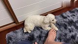 两个逗比的日常互动，人与狗的相爱相杀