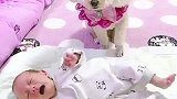 认真照看小宝宝的狗狗