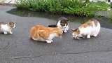 流浪猫到河里抓到一只鱼，三只猫凑上去：分我们一口呗！