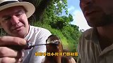作死老外养一泳池食人鱼，饿它们15天后，竟直接下水游泳