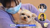 陈小纭给宠物狗剪毛，先做安抚工作，吴宣仪：它太乖了