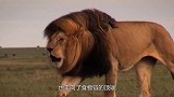 为什么狮子那么怕“马赛人”？跟着镜头感受一下，你也会怕！