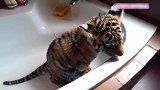 小老虎站在浴盆中，眼睛盯着摄像头看，这模样真的太像小猫了！