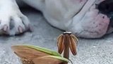 这只螳螂真可爱！