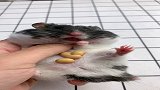 小仓鼠偷吃粮食，藏了真多