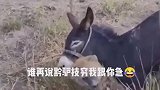 驴咬住鬣狗耳朵紧紧不松口，连鬣狗都要认怂