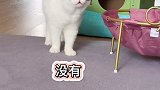 两只猫，一个人转世，天天说人话，一个马转世，跑步哒哒哒萌宠出道计划真的是一猫一样猫萌宠