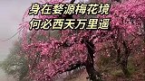 身在婺源梅花境，何必西天万里遥