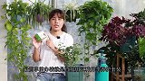 夏季给月季打药，2个错误不要犯，危害大