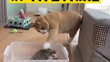 识时务者为俊猫，喵算了这次先放过你