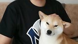 狗狗这四个动作，一定要注意了！