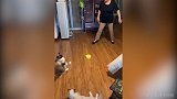 和小猫咪打乒乓球！太有想象力了