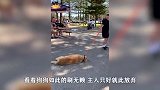 狗子吃太胖主人买来跑步机，操作让主人气炸