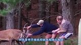 男子外出发现老虎被困，直接揪住老虎尾巴，老虎的表现让人想不到