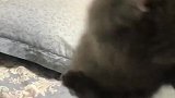 猫：走开，休想碰我的肉肉！
