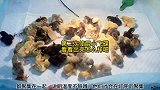 第二次使用小飞碟孵化器